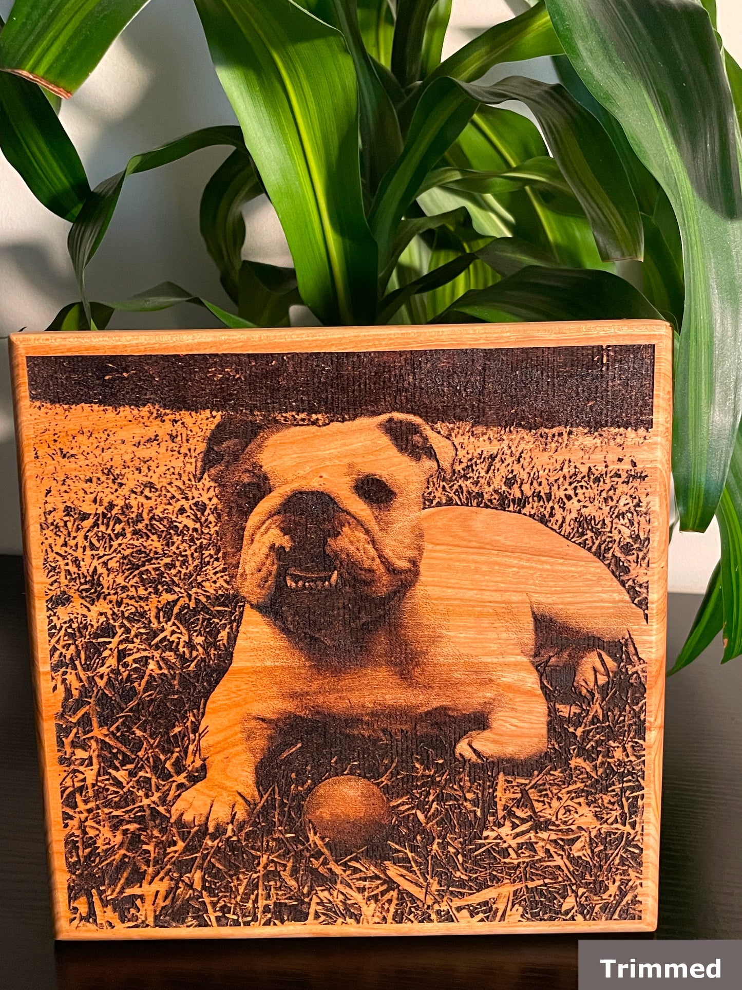 Engraved Pet Portrait (Cherry)